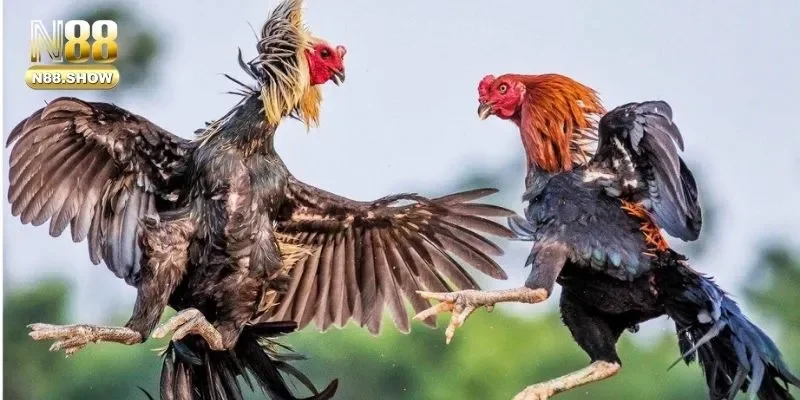 Chi tiết luật chơi đá gà hiệu quả mà bạn nên tham khảo