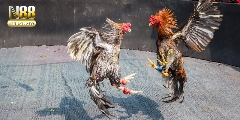Khái quát một số thông tin vô cùng đặc biệt về đá gà N88