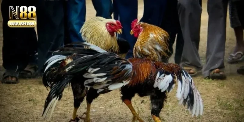 Chi tiết cách tham gia cá cược đá gà hiệu quả nhất 2025