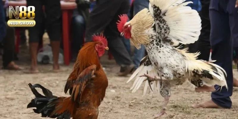 Tổng quát một vài kiến thức quan trọng về đá gà trực tiếp