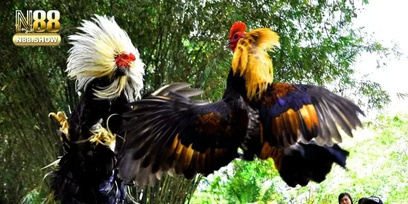 Tổng quan một vài thông tin vô cùng hữu ích về đá gà cựa dao